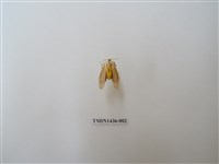 藏品(八點灰燈蛾)的圖片